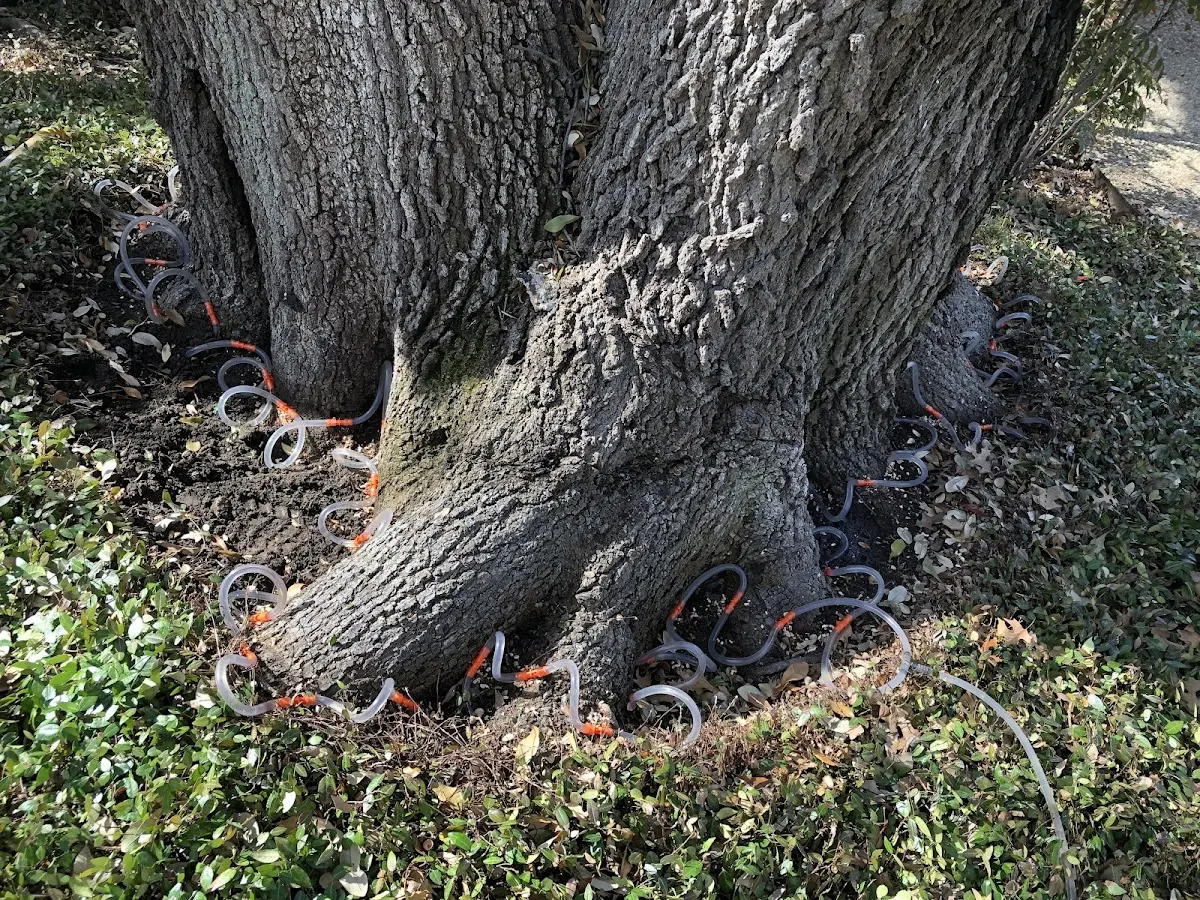 Detailed Tree Cabling and Bracing job site in Woodridge