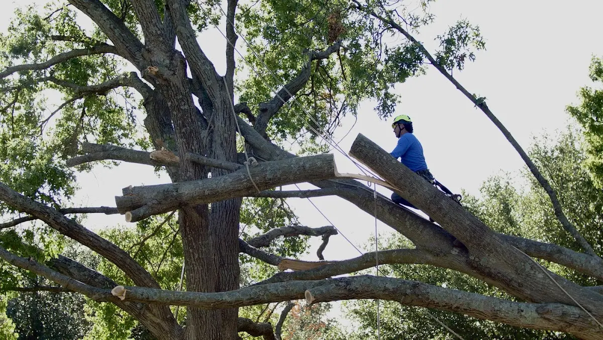 Professional Crown Thinning performed by certified arborists in Woodridge