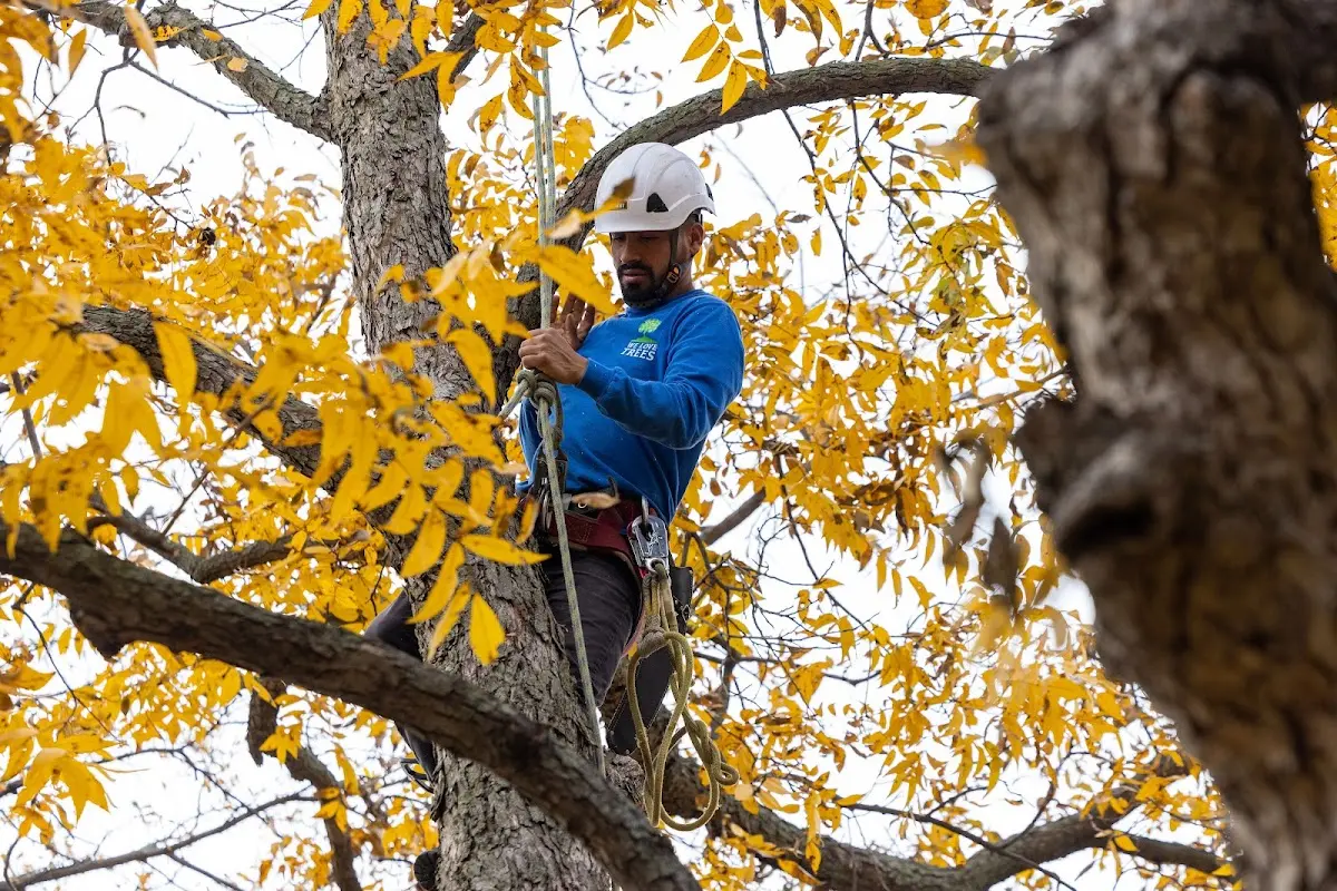 Skilled Tree Pruning crew working in Woodridge